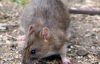 В Крыму мужчину, питавшегося собаками и котами, съели крысы