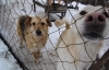 На Киевщине 1 500 собак могут остаться на улице