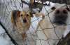 На Київщині 1 500 собак можуть залишитись на вулиці
