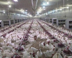 Сільгоспвиробництво зросло на 10,6% - Держстат