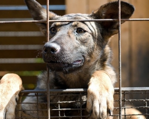 Люди зачастую отказываются от бойцовых собак - директор приюта