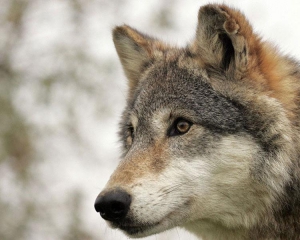 На Николаевщине люди в селах боятся выходить во двор из-за волков