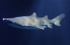 Скандальну акулу зі столичного торгового центру забрали в Німеччину