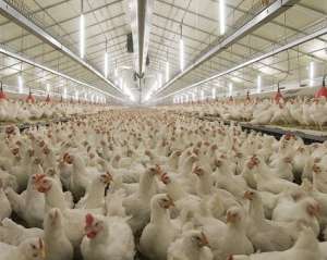Украине разрешили поставлять в ЕС продукцию птицеводства