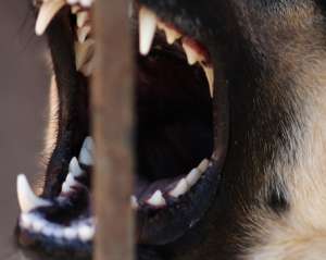 На вагітних і дітей під Києвом нападає собака з закривавленою мордою