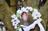 На Львівщині жінка побачила образ Матері Божої на дереві