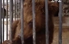 На Дніпропетровщині за знущання над ведмедицею мисливця оштрафували на 102 грн