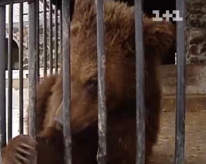 На Днепропетровщине за издевательства над медведицей охотника оштрафовали на 102 грн