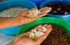 На Шрі-Ланці дозволяють шукати коштовні камені у себе в городі