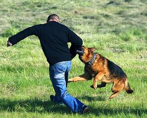 От агрессивной собаки ни в коем случае нельзя бежать