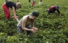 За месяц на сборе ягод в Швеции можно заработать 1,5 тысячи евро