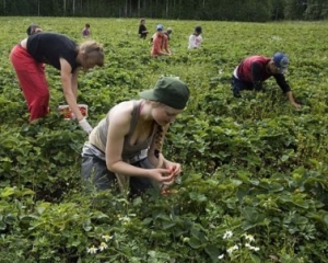 За місяць на збиранні ягід у Швеції можна заробити 1,5 тисячі євро