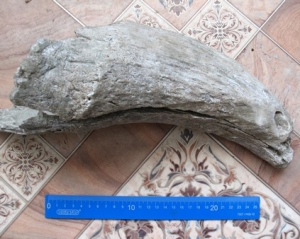 На Алтае нашли рог буйвола, погибшего 18 тысяч лет назад