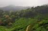 Дороги в індійському "чайному" штаті Керала ремонтують щороку