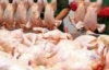 Украина временно приостановила ввоз польской курятины