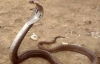 В Индии ядовитые змеи атаковали футбольное поле после матча
