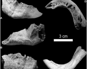 Науковці, можливо, знайшли перший гібрид неандертальця і людини