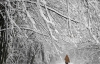 Европу замело: из-за снегопадов 100 тысяч поляков сидят без света