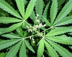 У київському кіоску разом з шаурмою продавали наркотики