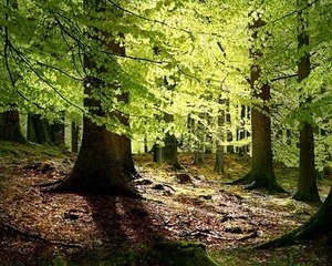 Полювання в українських лісах стане доступним тільки для багатих