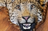 Киевлянин продает шкуры леопардов за $3 тысячи