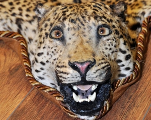 Киевлянин продает шкуры леопардов за $3 тысячи