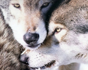 В киевском зоопарке волчица открыла клетку и напала на женщину