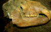 Рештки доісторичного ведмедя знайшли у печері на Хмельниччині