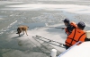 Тернопольские спасатели помогли собаке, которая плавала по озеру на льдине