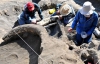 У Мексиці знайшли останки дорослого мамонта
