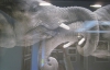 Закохані слони і спантеличені грифони - Вольф Адемайт фотографує характери тварин 