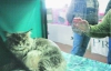 Свидание с котом стоит две тысячи гривен