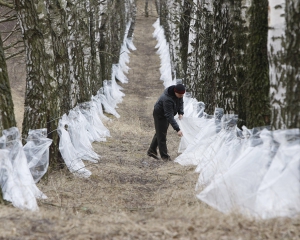 Березовий сік загоює вугрі та усуває лупу