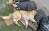 Під час суботника в Донецьку труїли чіпованих собак