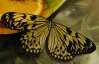 На выставке бабочек в Львове насекомые вылупляются на глазах у посетителей
