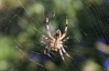 В Джанкое закроют детсад из-за нашествия тарантулов