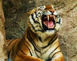 Цирковий тигр-утікач поставив на вуха увесь Хмельницький