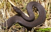 На Ивано-Франковщине за неделю произошло два случая укуса змеи