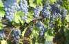 Агрокомпанія "Магарач" готує проект закладення нових виноградників