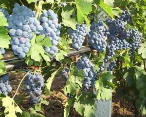 Агрокомпанія &quot;Магарач&quot; готує проект закладення нових виноградників