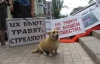 "Одна ампула снотворного и два литра бензина на каждую собаку": Донецкие зоозащитники возмущены убийством четвероногих