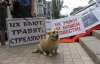 "Одна ампула снодійного і два літри бензину на кожну собаку": Донецькі зоозахисники обурені вбивством чотириногих