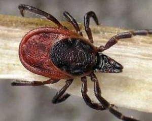 Клеща после удаления с тела нужно проверить в лаборатории на инфекцию
