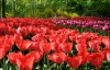 В парке Кейкенхоф весной цветет 7 миллионов тюльпанов и гиацинтов