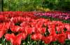 У парку Кейкенхоф весною квітне 7 мільйонів тюльпанів та гіацинтів 
