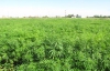 У Харківській області виявлено незаконні посіви конопель на полі площею 72 га
