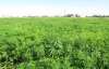 У Харківській області виявлено незаконні посіви конопель на полі площею 72 га