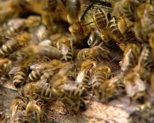 В Винницкой области мужчину насмерть искусали пчелы