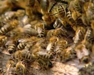На Вінниччині чоловіка на смерть закусали бджоли