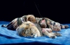 Виховувати левів допомагають собаки